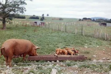 Pig with piglets: photograph