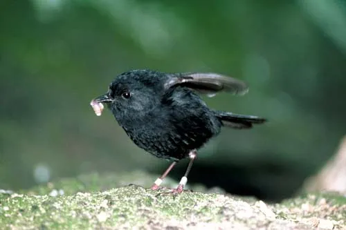 Chatham Island black robin