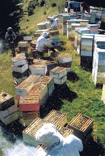 Image: Honey harvest