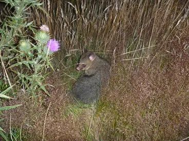 Image: Possum