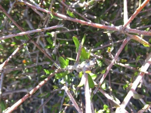 Pittosporum anomalum
