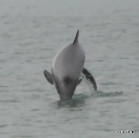 Hector's Dolphin