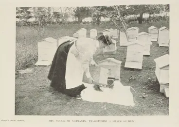 Image: Mrs Young of Normanby transferring a swarm of bees