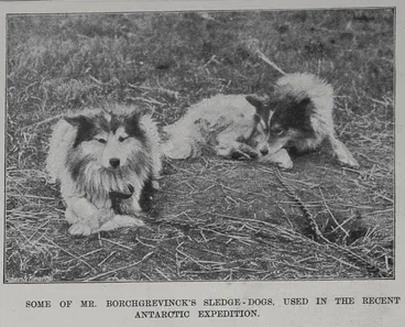 Image: Some of Mr Borchgrevinck's sledge dogs used in the recent Antarctic expedition