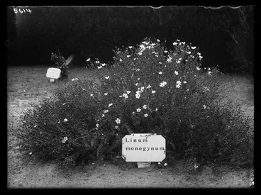 Image: Linum monogynum or Rauhuia (Linaceae)