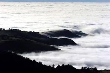 Image: Fog, Otago coast