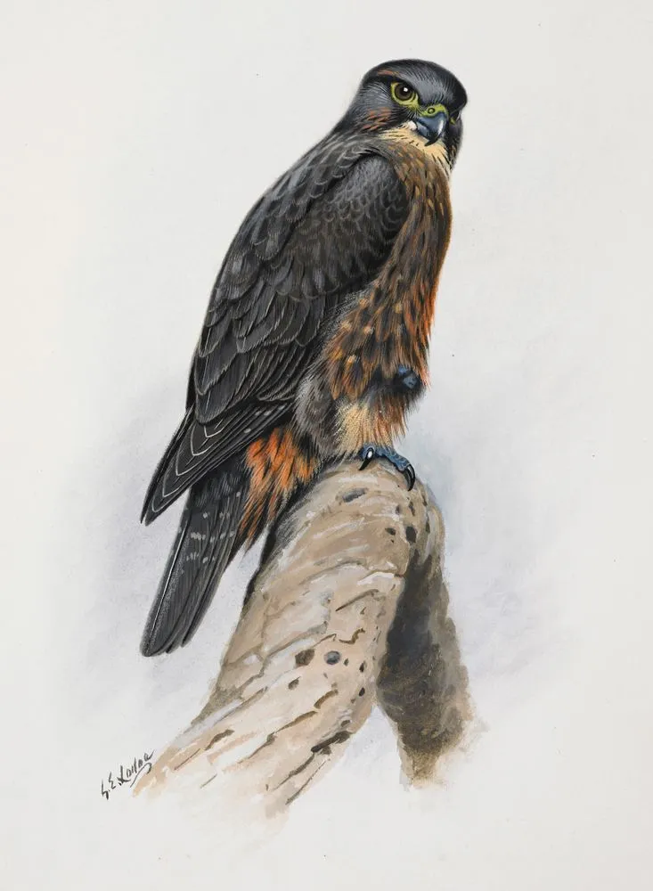 New Zealand Falcon ( Karearea)