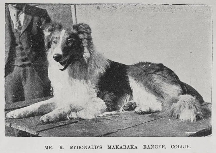 Some of the leading prize winners at the Auckland Kennel Club's Annual Show, August 2nd and 3rd, 1901