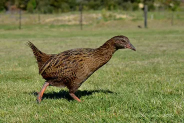 Image: Weka- Kenepuru Head, Marlborough Sounds