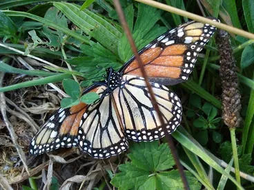 Monarch Image: Monarch