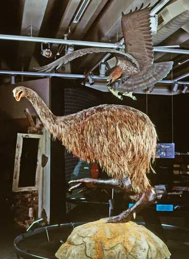 Image: Haast’s eagle attacking a moa