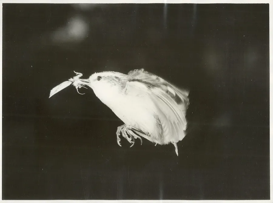 Rifleman [Acanthisitta chloris]. Maori name, ""Titi-Pounamu"".