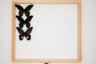 Papilio (Menelaides) memnon thunbergi