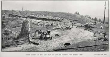 Image: Sheep Droving on the East Coast of Auckland Province