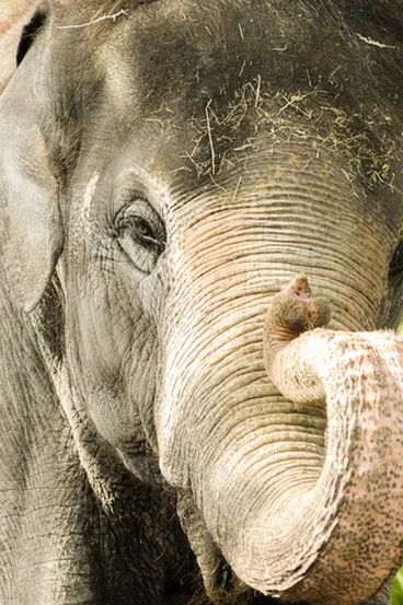 Image: Asian Elephant