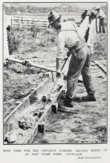 Image: Busy Time for the Out-Back Farmer: Dipping Sheep on An East Coast Farm, Auckland