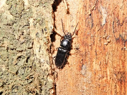 Chaetosoma colossa