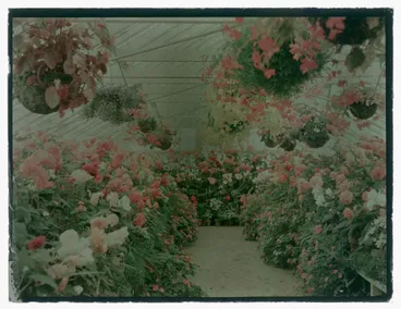 Image: Flowers in a glass house