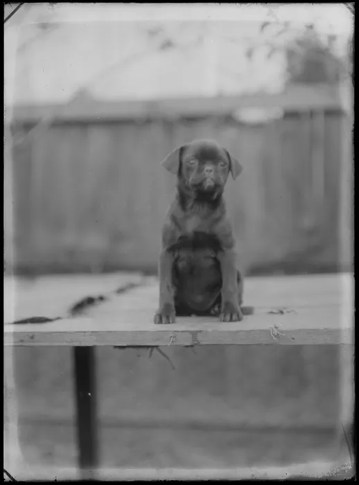 Outdoors portrait of a puppy sitting on planks with wooden fence behind, probably Christchurch region