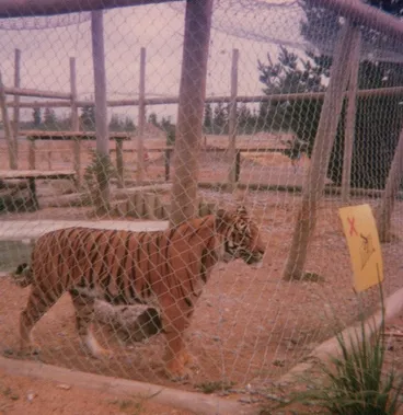 Image: Tiger enclosure at Orana Park