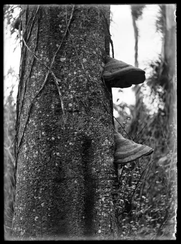 Image: Nature Studies - 1929