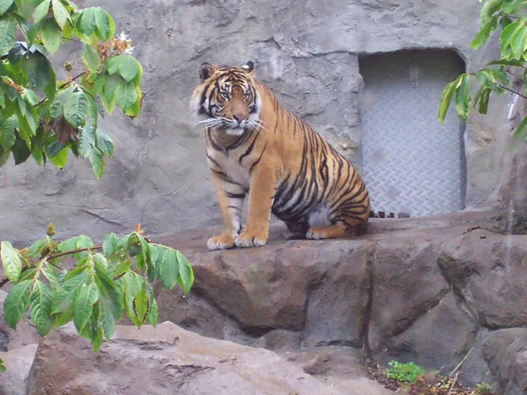 Sumatran tiger, Auckland Zoo, 2006