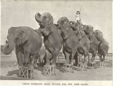 Image: Circus elephants being trained for New York season