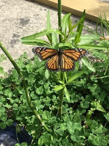 Image: Monarch