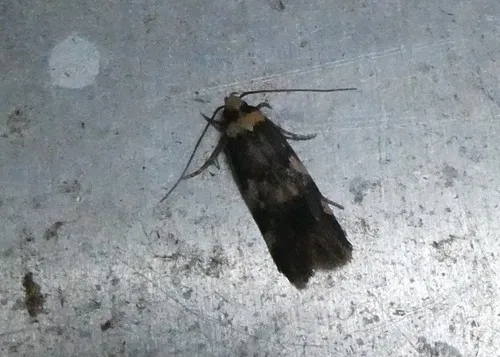 Sphyrelata amotella