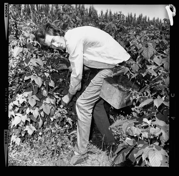 Peter Hicks picking raspberries