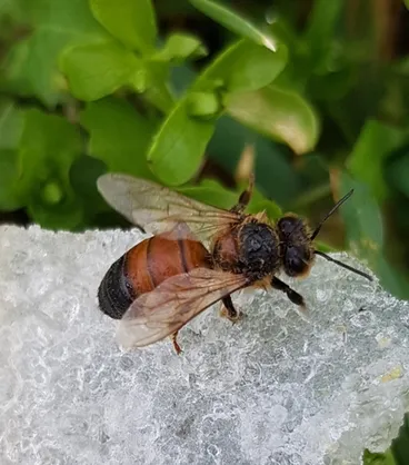 Image: Western Honey Bee