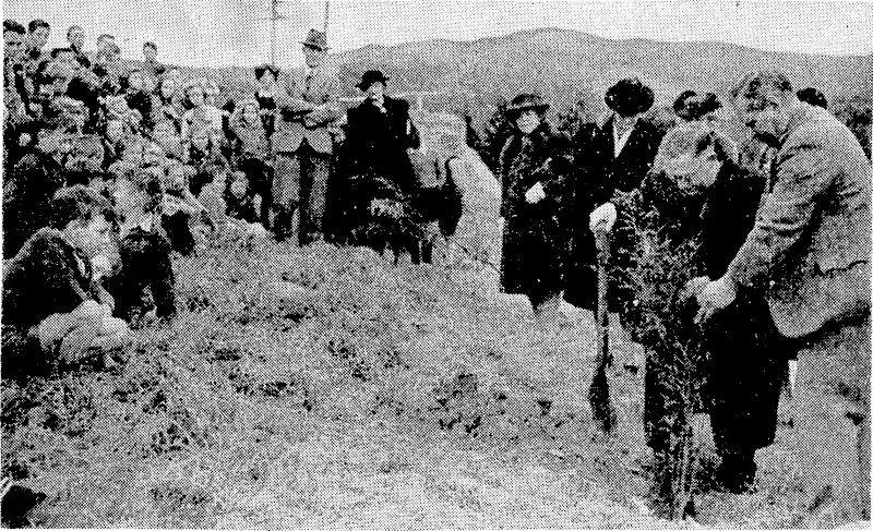 The Mayor, Mr. Appleton, planting the first kowhai tree at the Arbor Day ceremony organised by the Wellington Beautifying Society at hard Memorial Park, Wilton Road, this morning. (Evening Post, 01 August 1945)