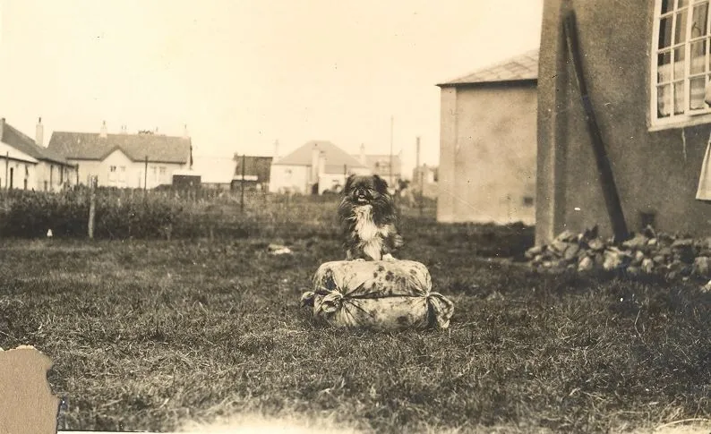 Dog in the backyard.