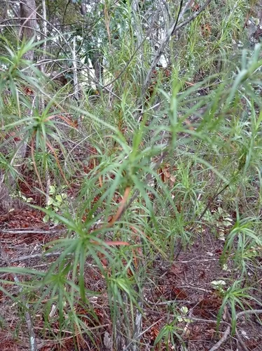 Dracophyllum sinclairii