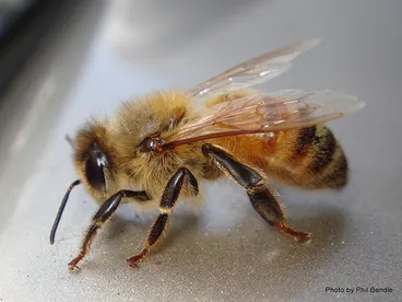 Image: Honey Bee