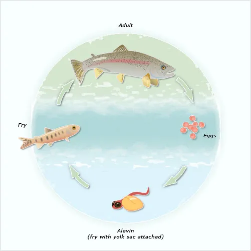 Rainbow trout life cycle