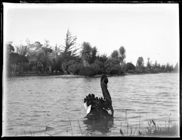 Image: Black swan on a lake