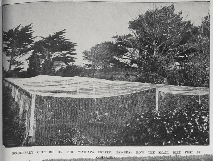 Gooseberry culture on the Waipapa Estate, Hawera
