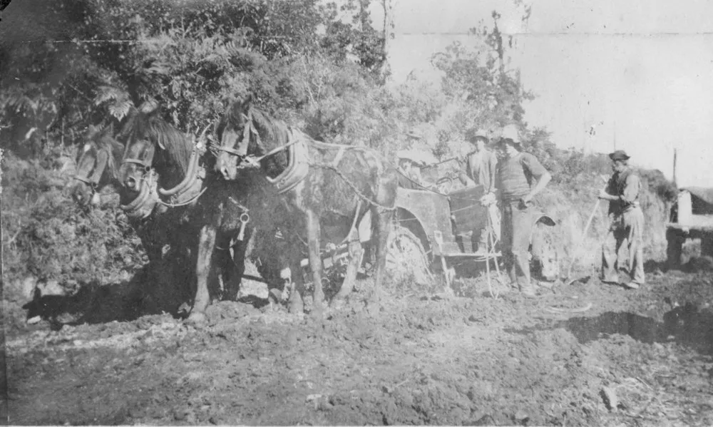 Car being pulled by horses - Kaimai Road
