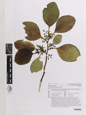 Griselinia littoralis