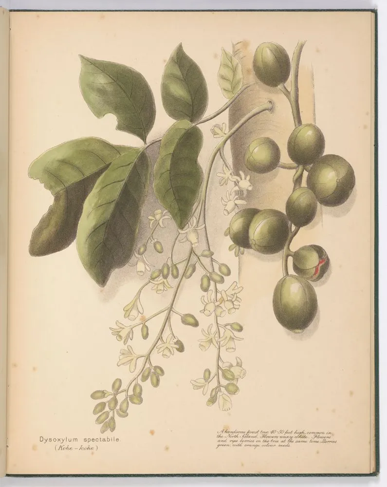 Dysoxylum spectabile (Kohe-kohe). Plate 10. From the book: New Zealand berries