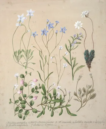Image: Wahlenbergia congesta; Wahlenbergia violacea; Wahlenbergia rupestris; Lobelia anceps; Forstera sedifolia; Pratia angulata; Panakenake; Selliera radicans; Lobelia roughii.
