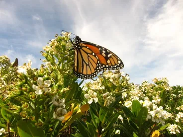 Image: Monarch