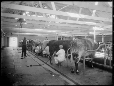 Image: Hand milking cows in a shed, probably Christchurch