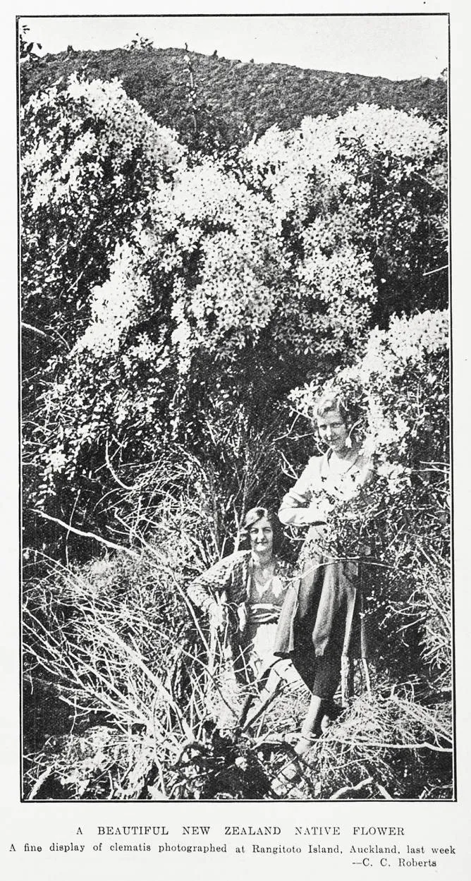 A beautiful New Zealand native flower