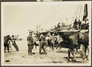 Image: Landing horses at Gallipoli, ca 1915