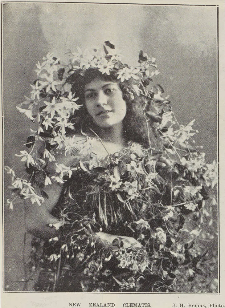 New Zealand clematis