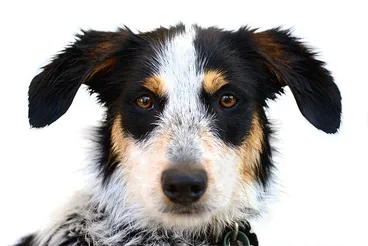 Image: Riff Raff - Just Washed