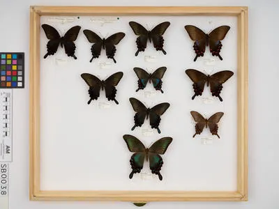 Papilio (Achillides) bianor dehaanii