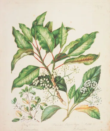 Image: Pseudopanax edgerleyi ; P. anomalus; P. simplex